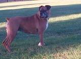 TIGER. This pretty senior boxer female is under the care of Boxer Rescue Ontario and she is currently with a pending adoption. To find out what the results will be click the link below. https://www.facebook.com/photo.php?fbid=513220268768799&set=a.471959586228201.1073741829.471091426315017&type=3&theater